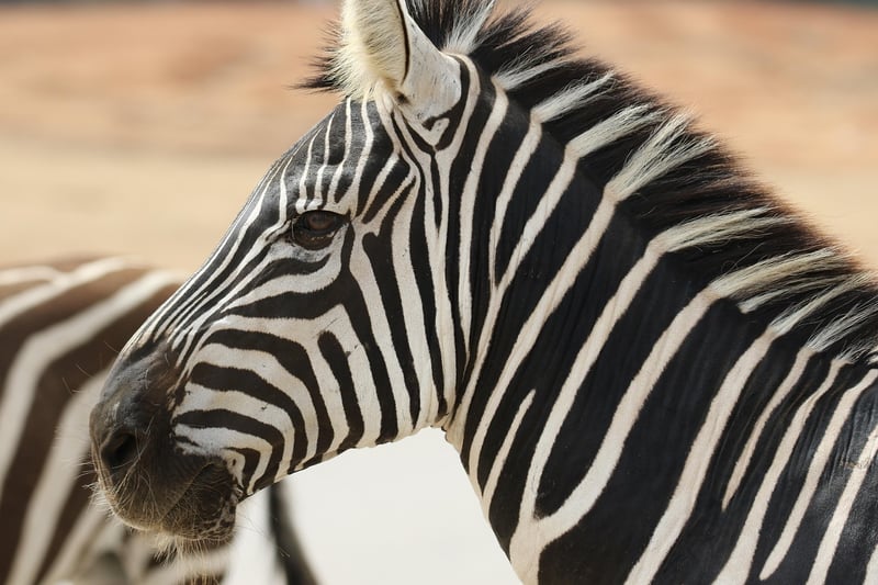 Wildlife Safaris